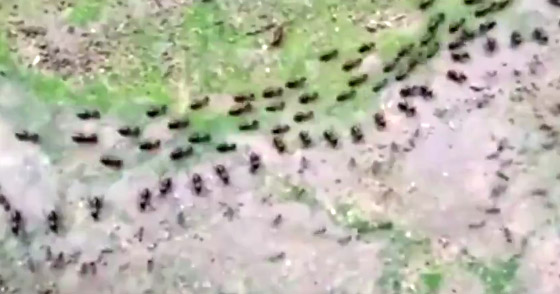 Фото №1 - Враждующим муравьям и термитам удалось заключить нейтралитет (видео)