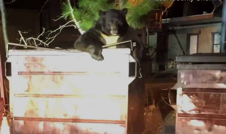 Медведь застрял в мусорном баке и позвал на помощь полицейских (видео)