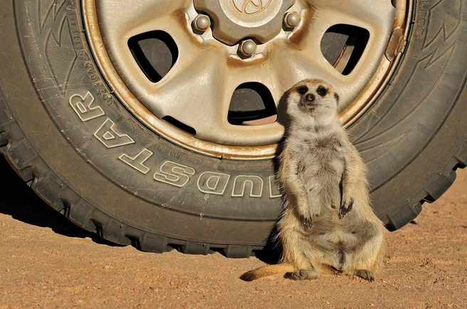 Источник: Alexey Tishchenko / European Wildlife Photographer of the Year