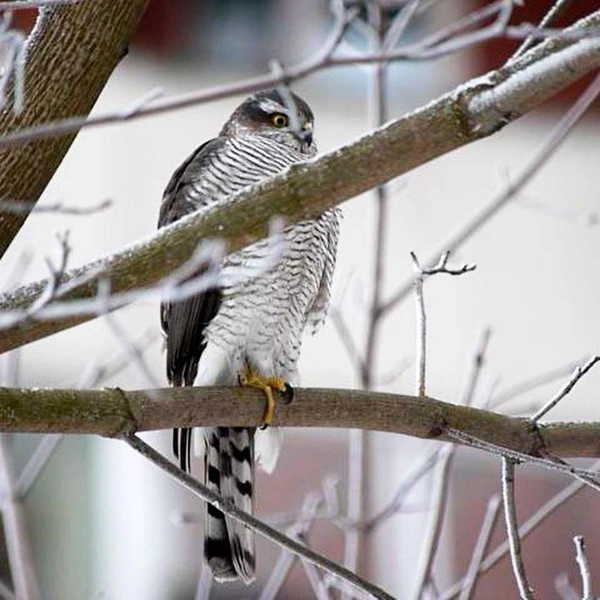 Ястреб-перепелятник показал, чем похож на сову | Источник: Людмила Горбунова / «Каждой твари по паре»