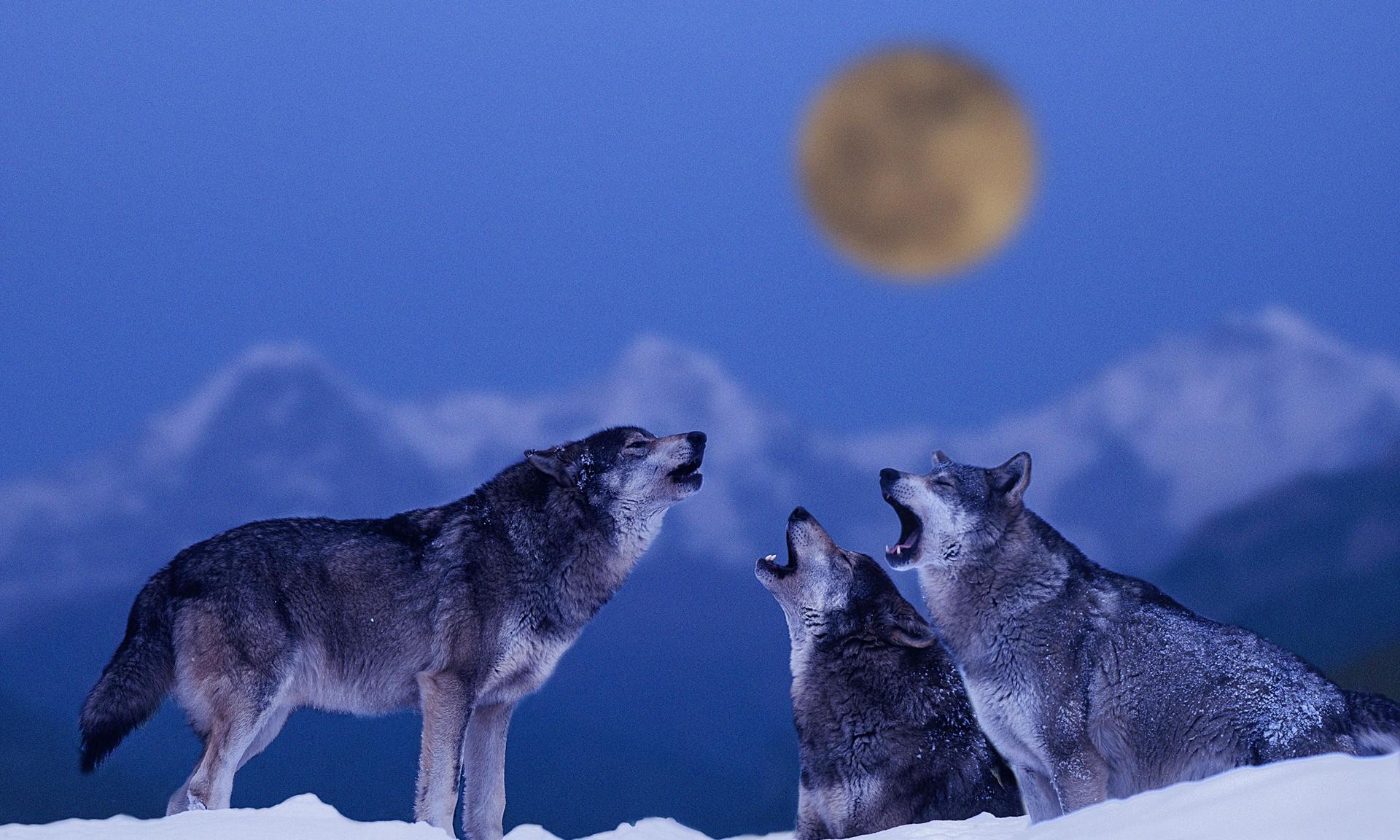 Почему волки воют. Песня где воют