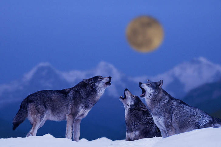 Волк воет на луну картинки