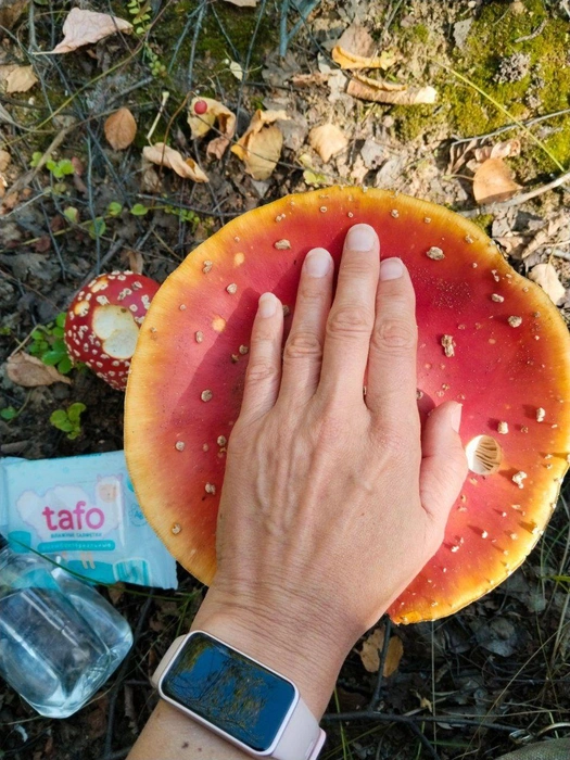 Царь-мухомор! | Источник: читатель 63.RU