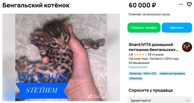 Цена бенгальских мурлык зависит от окраса | Источник: Avito.ru