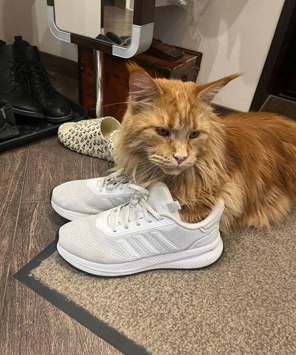 Только нужны удобные кроссовки  | Источник: читатель 63.RU 