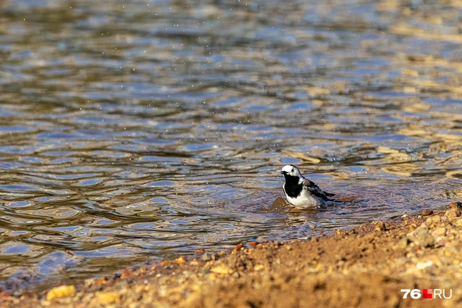 В прибрежной воде плескается трясогузка | Источник: Кирилл Поверинов
