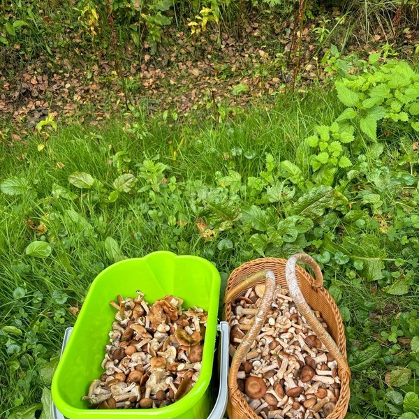 Две изобильные корзинки из Троицкого района | Источник: Елена Кулиш / Грибы в Подмосковье 2025 / VK.com