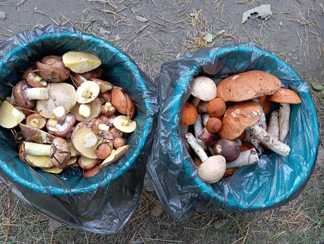 Источник: Дары лесов Урала. Грибы Екатеринбурга и области / Vk.com