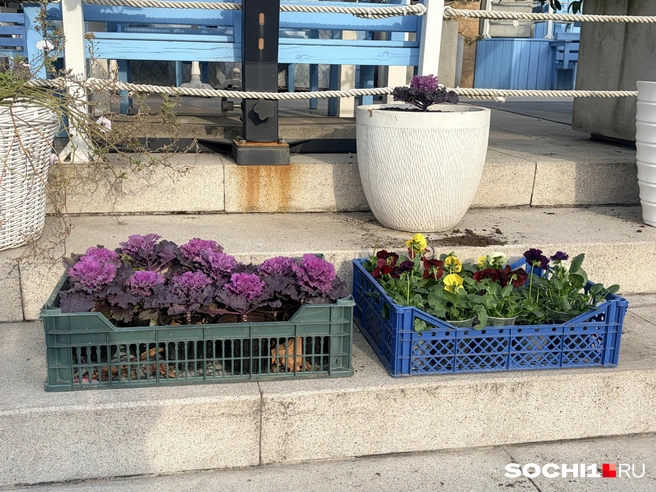 Ассортимент зимних сочинских цветов | Источник: Анна Грицевич / SOCHI1.RU