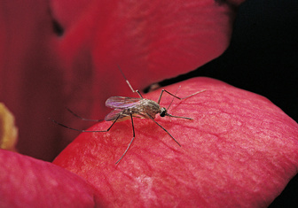 Опасные цвета: ученые узнали, какая одежда привлекает комаров