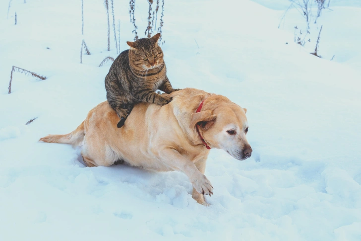 10 самых умных пород котов в порядке возрастания интеллекта | Источник: Getty Images