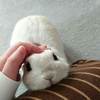 userpic__shubina9999