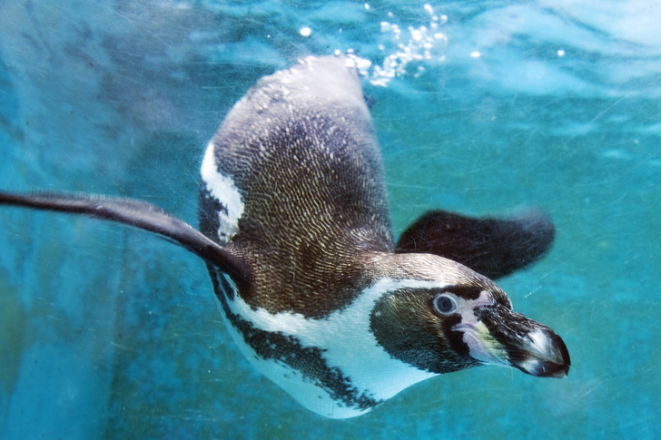 Ученые выяснили, могут ли пингвины «разговаривать» под водой