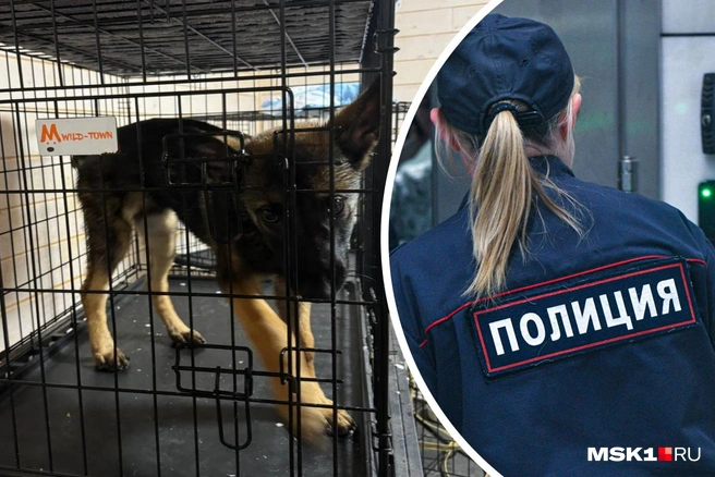 Силовики начали проверку скандальной передержки для собак DogTown | Источник: MONA / T.me, Артем Устюжанин / MSK1.RU