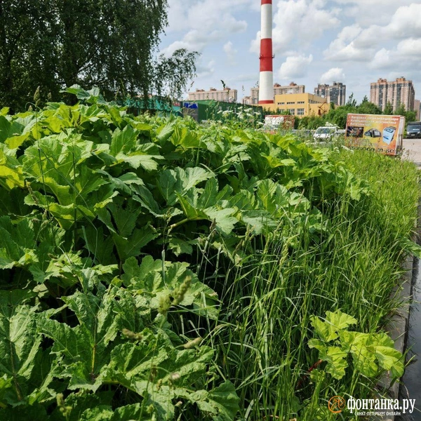 Источник: читательница «Фонтанки»