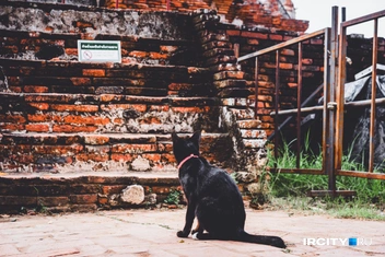 Говорят, короли Аюттхаи почитали кошек, поэтому их обожают здесь до сих пор | Источник: Алина Ринчино / «ИрСити»