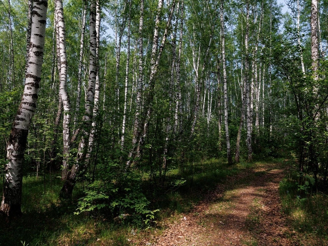 Чистые участки тропинок, пригодные для прогулок | Источник: Ирина Шарова / 72.RU 
