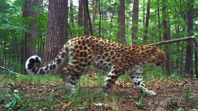 Источник: «Земля леопарда» / leopard-land.ru