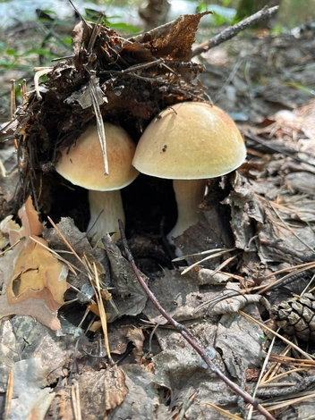 А эти красавчики прятались около села Улёты | Источник: читатель «Чита.Ру»