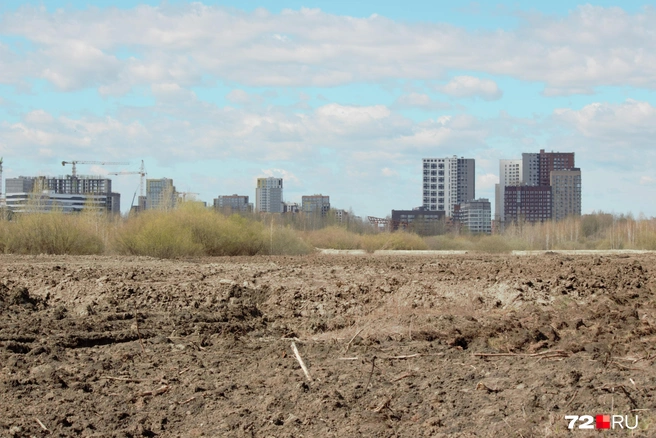 Видите пляж? Он должен быть здесь к первому июня — такую дату ранее обозначали власти | Источник: Павел Красоткин / 72.RU