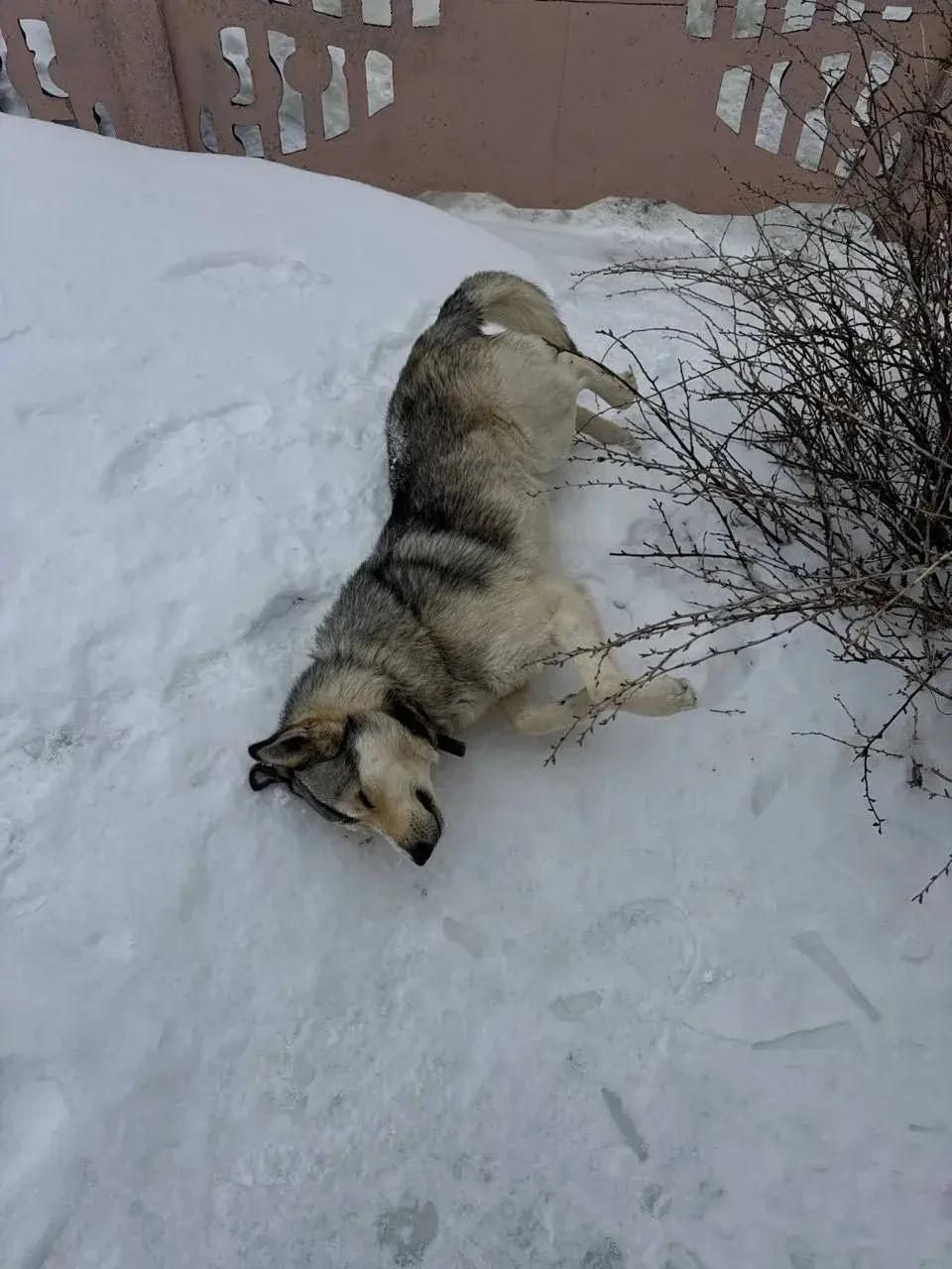 «Убили на нашей земле»: жительница Башкирии считает, что коммунальщики отстреливают домашних собак