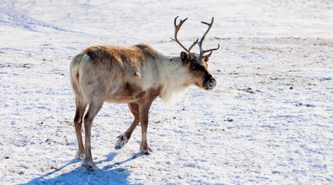 Осталось только 20 голов | Источник: портал «Илкэн» / Ilken.ru