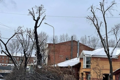 В Иркутске обрезали клены на улице Бабушкина, жители негодуют