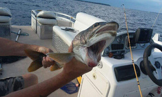 Жительница Нью-Йорка поймала жуткую рыбу с двумя ртами