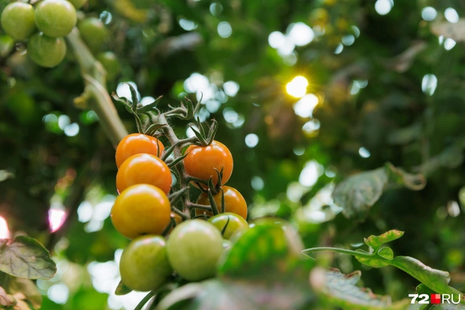 Вкус овощей «настраивают» подбором гибридов, питания и режима полива | Источник: Ирина Шарова / 72.RU