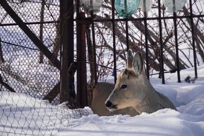 Курганская область привлекает охотников рекордным числом косуль