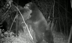 Два медведя эпично подрались на границе России и Китая, снесли забор и попали на видео