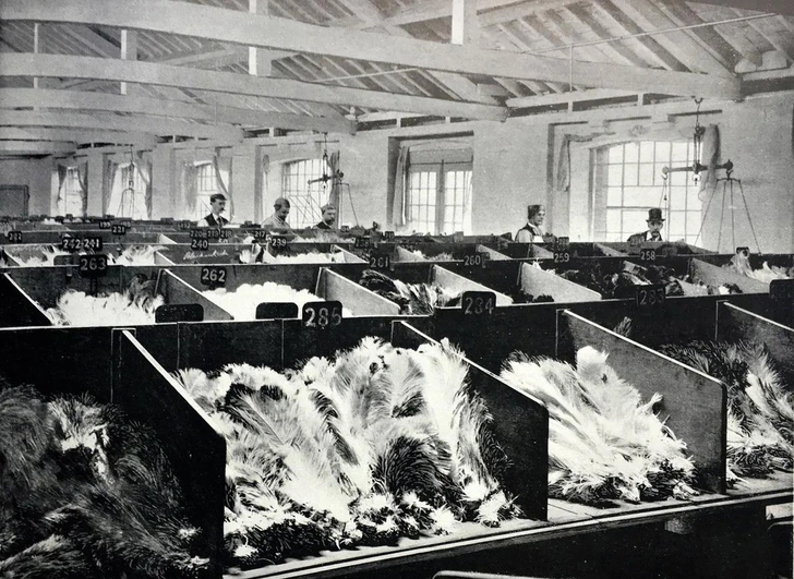 Сортировка страусиных перьев | Источник: Chronicle