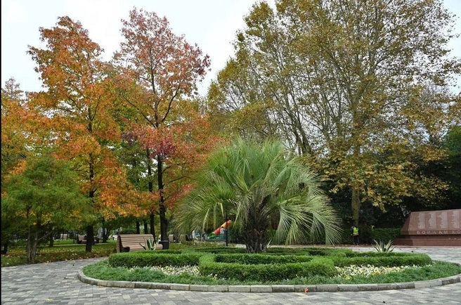 Пальма на месте  | Источник: sochi.ru