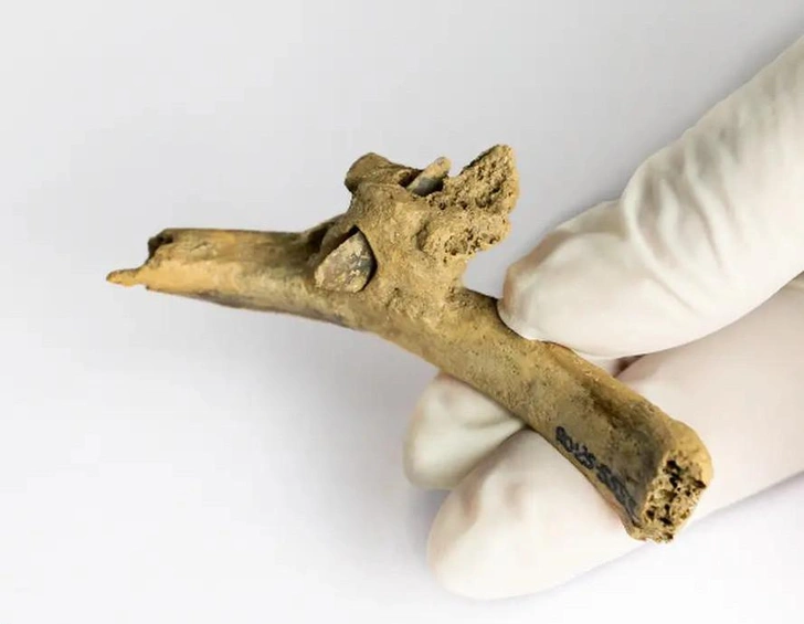 Источник: Institut Català de Paleoecologia Humana i Evolució Social