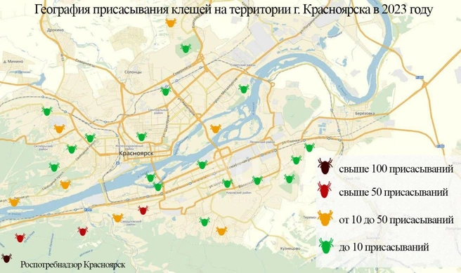 Вот где красноярцы чаще всего встречаются с клещами | Источник: Роспотребнадзор Красноярск / T.me
