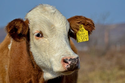 Governor orders quarantine in Samara Oblast after rabies discovery