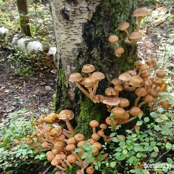 Источник: читатель «Фонтанки»