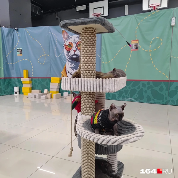 Источник: Сергей Гендин / 164.RU