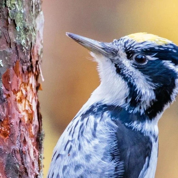 Источник: Алёна Бобрович / Павел Глазков / Каждой твари по паре