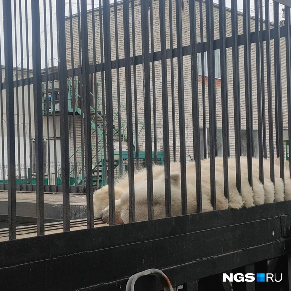 35-летний Уд любит отдыхать в своем вольере  | Источник: Нина Раневская / NGS.RU