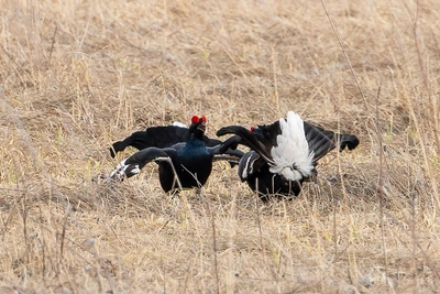 В Омской области разрешили отстрел тетеревов и глухарей
