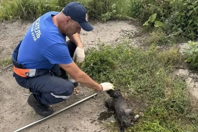 Спасатели вытащили щенка из ямы с водой в Лесосибирске
