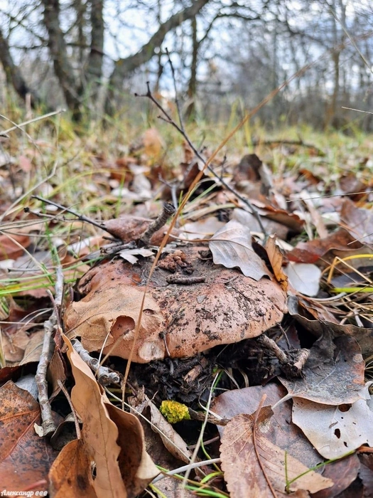 Источник: Читатель V1.RU Александр