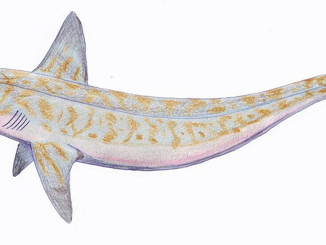 Реконструкция раннепермской акулы Parahelicoprion clerci из Приуралья (артинский ярус). | Источник: Dmitry Bogdanov, CC BY 3.0, via Wikimedia Commons