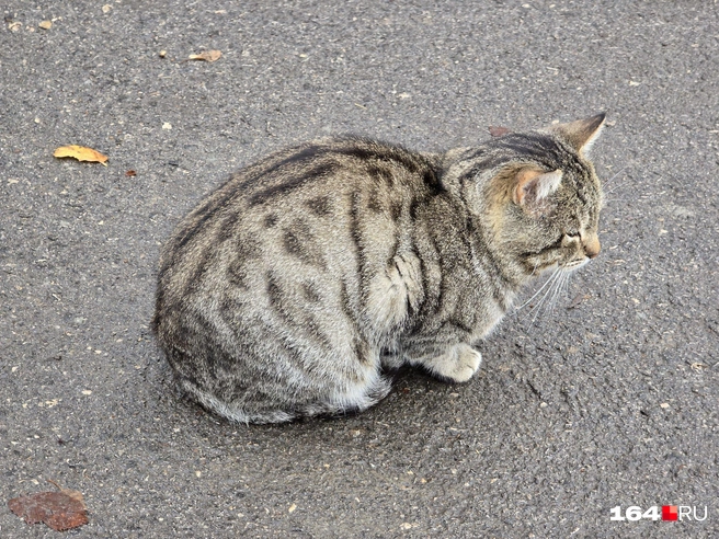Этот упитанный котик не захотел играть с таксой | Источник: Семен Коротов-Майбах / 164.RU