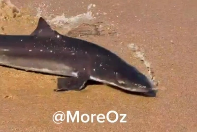 Небольшая акула оказалась на пляже в Анапе