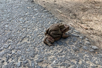 Акция по переносу жаб в Петербурге: время еще не пришло