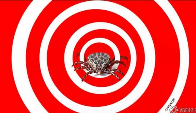 Риск укусов клещей в Кузбассе высок | Источник: nk-tv.com