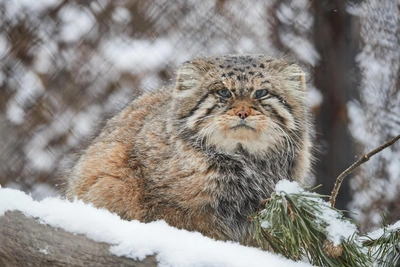 Meteorologists warn Irkutsk of another deep freeze this week