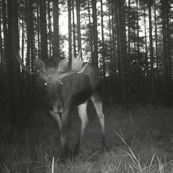 Источник: Каждой твари по паре